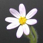 Hairy Leastdaisy