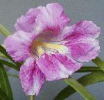 Desert Willow