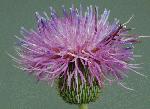 Texas Thistle