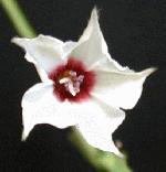 Texas Bindweed