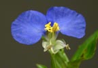 Narrowleaf Dayflower