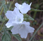 White Cordia