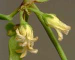 Bearded Swallow-wort