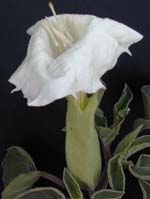 Jimson Weed