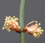 Vine Ephedra