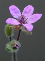 Stork's Bill