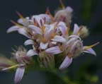 Pink Eupatorium