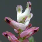 Fumitory