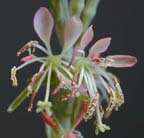 Scarlet Gaura