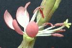 Sweet Gaura