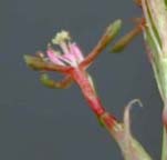 Small Flower Gaura
