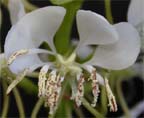 Roadside Gaura