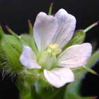 Carolina Geranium