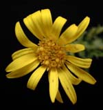 Yellow Spiny Daisy