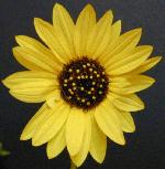 Common Sunflower