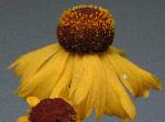 Sneezeweed