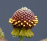 Smallhead Sneezeweed