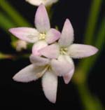 Prairie Bluets