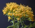 Common Goldenweed