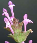 Henbit