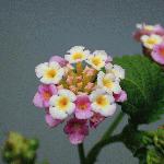 Velvet Lantana