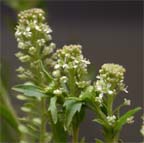 Southern Pepperweed