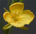 Denseflower Bladderpod