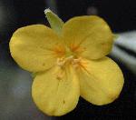 Engelmann's Bladderpod