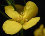 White Bladderpod