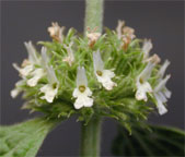 Common Horehound