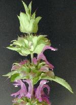 Lemon Beebalm