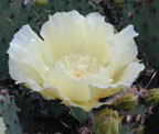 Border Pricklypear