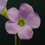 Woodsorrel