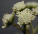 Lyreleaf Parthenium