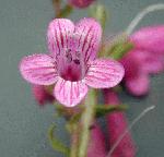 Heller penstemon