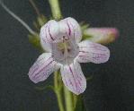 Heller penstemon