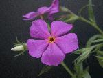 Gold Eye Phlox