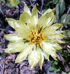 Manystem False Dandelion