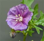 Purple Ground Cherry