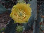 Texas Pricklypear