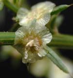 Russian Thistle