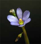 Blue-Eyed Grass