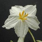 Carolina horse nettle