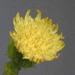 Sow Thistle