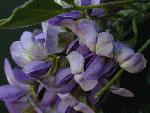 Mountain Laurel