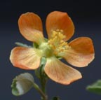 Point-seed Globe Mallow
