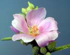 Narrowleaf Globe Mallow