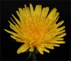 Common Dandelion