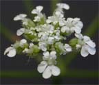 Hedge Parsley