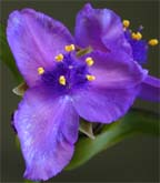 Texas Spiderwort